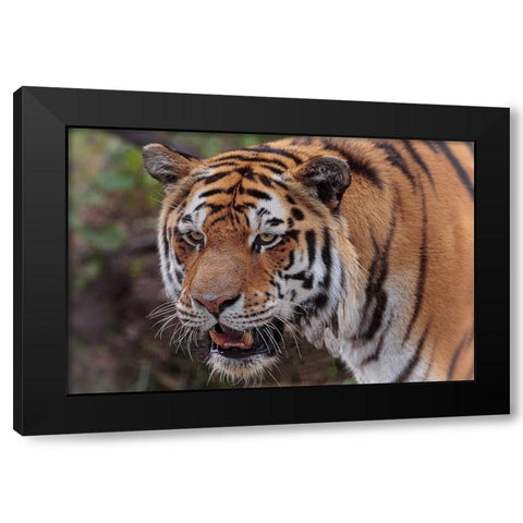 Tiger Black Modern Wood Framed Art Print with Double Matting by Galloimages Online