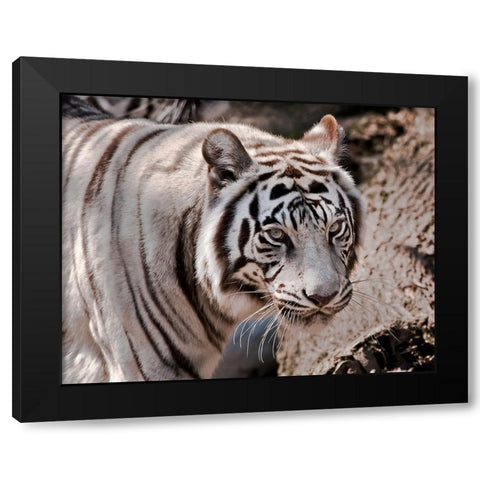 White Tiger 2 Black Modern Wood Framed Art Print with Double Matting by Galloimages Online