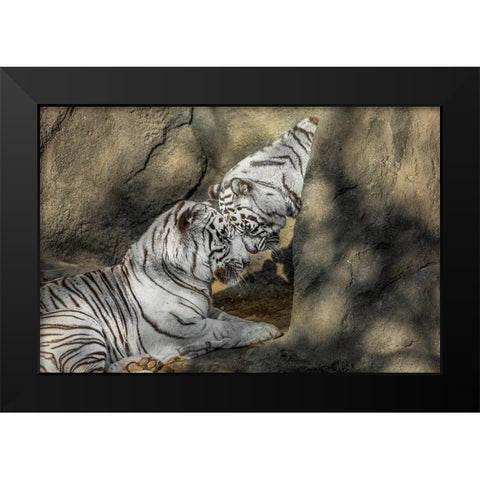 White Tiger Headbutt Black Modern Wood Framed Art Print by Galloimages Online