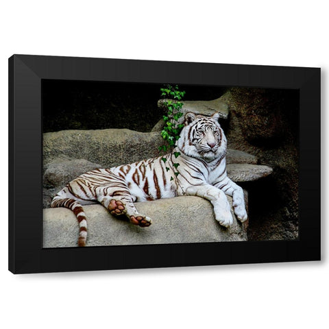White Tiger Black Modern Wood Framed Art Print with Double Matting by Galloimages Online