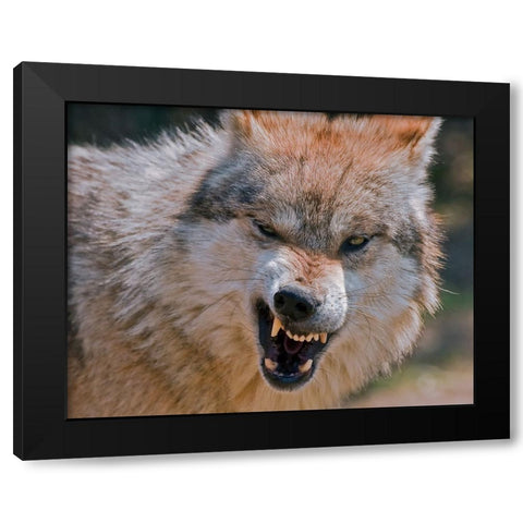 Wolf Black Modern Wood Framed Art Print with Double Matting by Galloimages Online