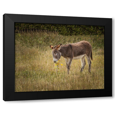 Young Burro Black Modern Wood Framed Art Print with Double Matting by Galloimages Online