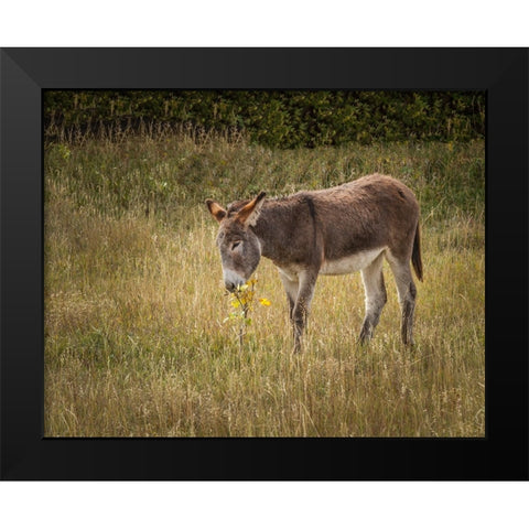 Young Burro Black Modern Wood Framed Art Print by Galloimages Online