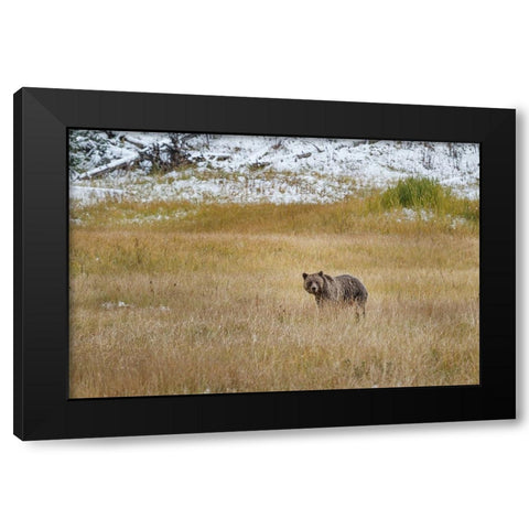 Young Grizzly In Yellowstone Black Modern Wood Framed Art Print with Double Matting by Galloimages Online