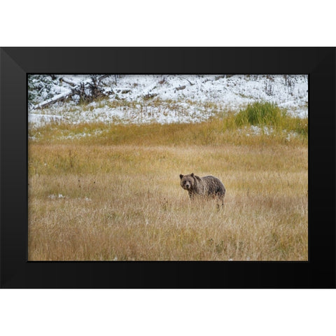 Young Grizzly In Yellowstone Black Modern Wood Framed Art Print by Galloimages Online