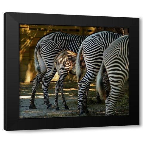 Zebra Bottoms Black Modern Wood Framed Art Print with Double Matting by Galloimages Online
