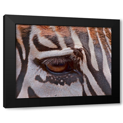 Zebra Eye Black Modern Wood Framed Art Print by Galloimages Online