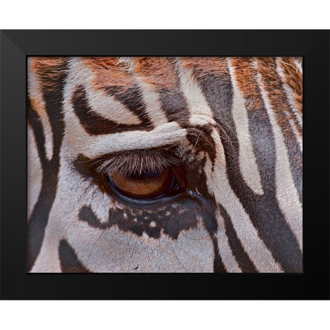 Zebra Eye Black Modern Wood Framed Art Print by Galloimages Online