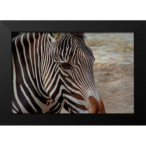 Zebra Black Modern Wood Framed Art Print by Galloimages Online