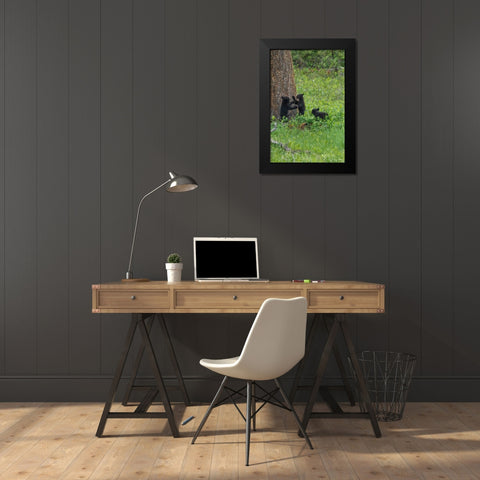 3 Black Bear Cubs (YNP) Black Modern Wood Framed Art Print by Galloimages Online