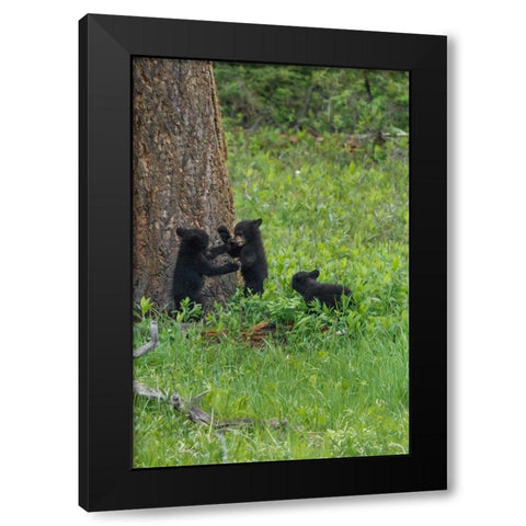 3 Black Bear Cubs (YNP) Black Modern Wood Framed Art Print with Double Matting by Galloimages Online