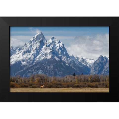 A Horse In Front Of The Grand Teton Black Modern Wood Framed Art Print by Galloimages Online