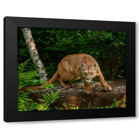 About To Pounce Black Modern Wood Framed Art Print by Galloimages Online