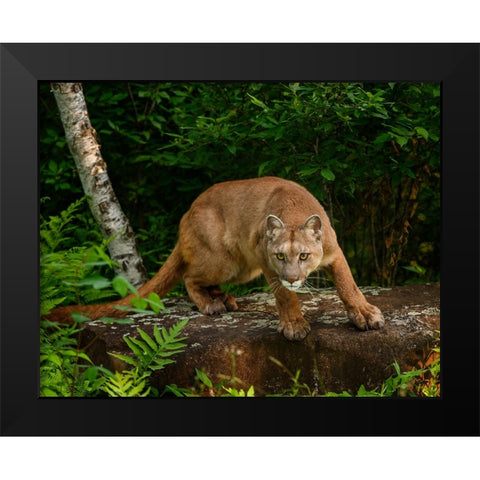 About To Pounce Black Modern Wood Framed Art Print by Galloimages Online