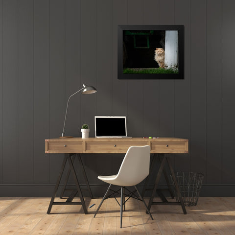 Barn Cat 2 Black Modern Wood Framed Art Print by Galloimages Online