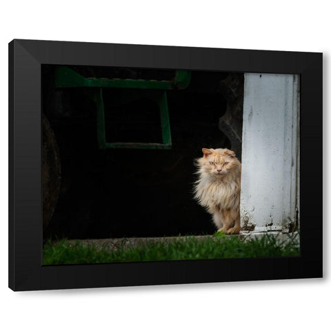 Barn Cat 2 Black Modern Wood Framed Art Print with Double Matting by Galloimages Online