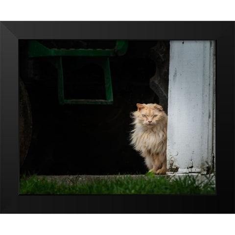 Barn Cat 2 Black Modern Wood Framed Art Print by Galloimages Online