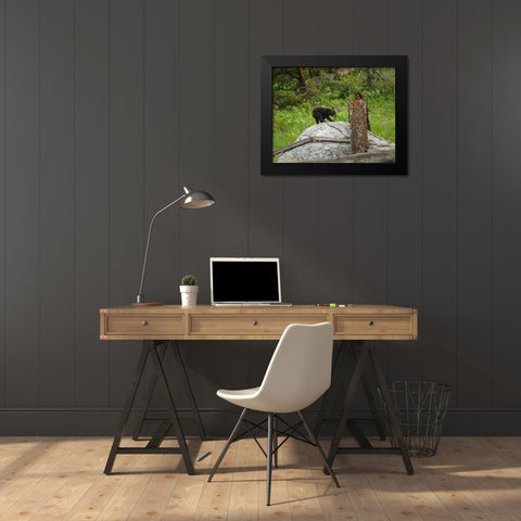 Bear Cub On Rock Black Modern Wood Framed Art Print by Galloimages Online