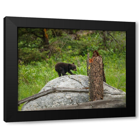 Bear Cub On Rock Black Modern Wood Framed Art Print with Double Matting by Galloimages Online