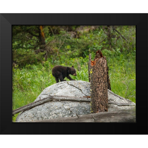 Bear Cub On Rock Black Modern Wood Framed Art Print by Galloimages Online
