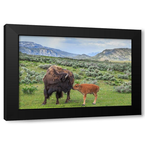 Bison And Calf (YNP) Black Modern Wood Framed Art Print by Galloimages Online