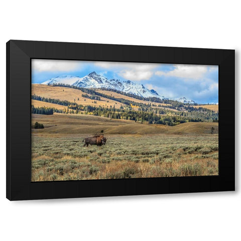 Bison By Electric Peak (YNP) Black Modern Wood Framed Art Print with Double Matting by Galloimages Online