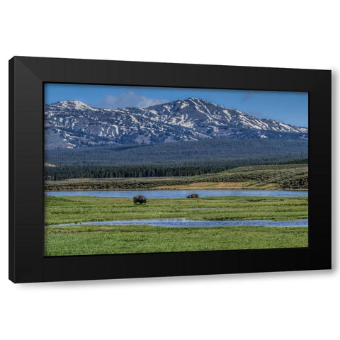 Bison By River Black Modern Wood Framed Art Print with Double Matting by Galloimages Online
