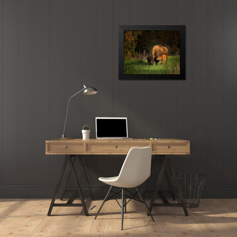 Bison Cow And Calf Black Modern Wood Framed Art Print by Galloimages Online