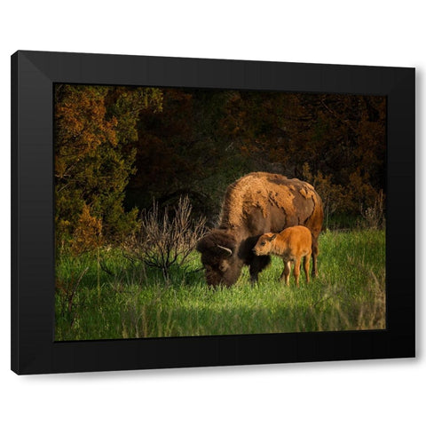 Bison Cow And Calf Black Modern Wood Framed Art Print by Galloimages Online