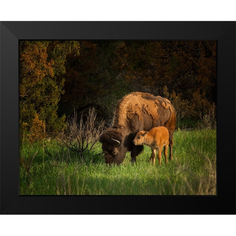 Bison Cow And Calf Black Modern Wood Framed Art Print by Galloimages Online