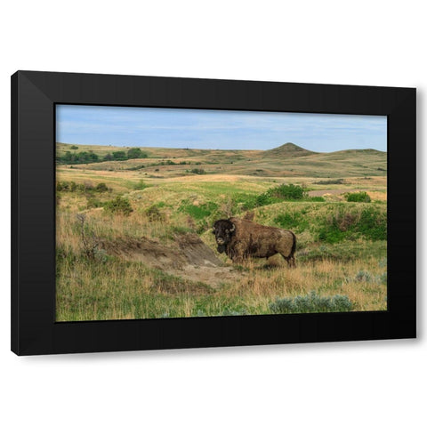 Bison In North Dakota Landscape Black Modern Wood Framed Art Print with Double Matting by Galloimages Online