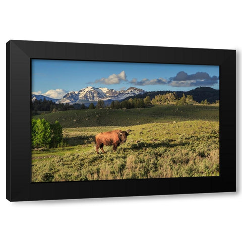 Bison In Yellowstone Black Modern Wood Framed Art Print by Galloimages Online