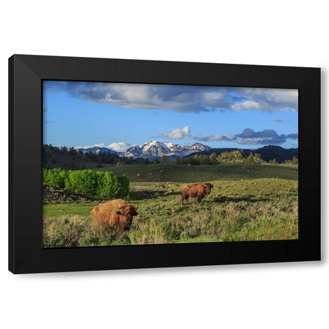 Bison With Mountains (YNP) Black Modern Wood Framed Art Print by Galloimages Online