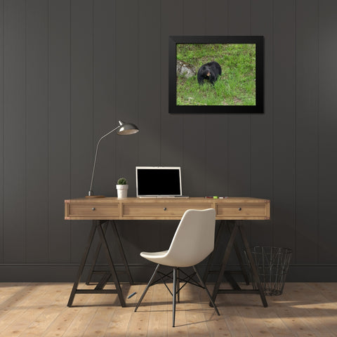 Black Bear (YNP) Black Modern Wood Framed Art Print by Galloimages Online