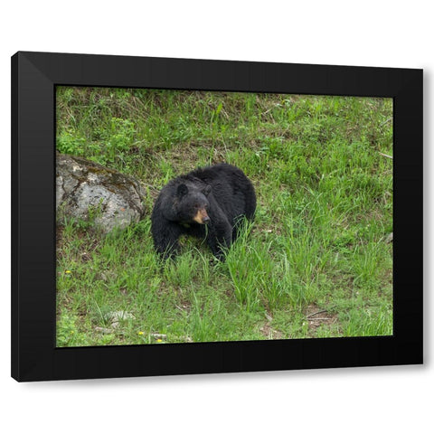Black Bear (YNP) Black Modern Wood Framed Art Print with Double Matting by Galloimages Online
