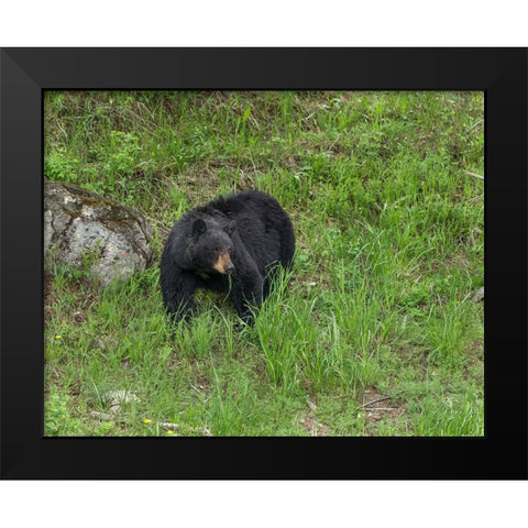 Black Bear (YNP) Black Modern Wood Framed Art Print by Galloimages Online