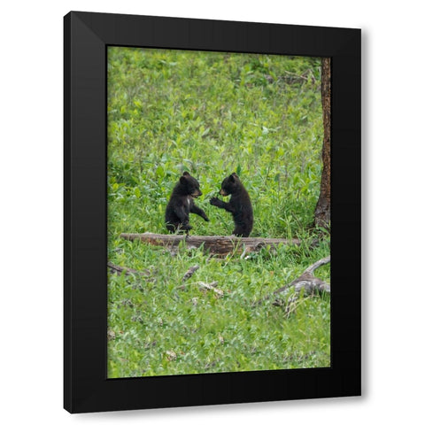 Black Bear Cubs (YNP) Black Modern Wood Framed Art Print by Galloimages Online