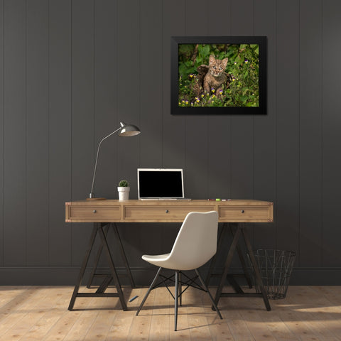 Bobcat Kitten In Wildflowers Black Modern Wood Framed Art Print by Galloimages Online