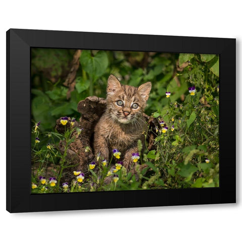 Bobcat Kitten In Wildflowers Black Modern Wood Framed Art Print by Galloimages Online