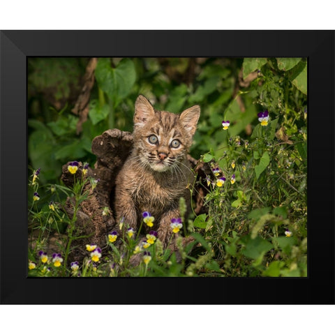 Bobcat Kitten In Wildflowers Black Modern Wood Framed Art Print by Galloimages Online