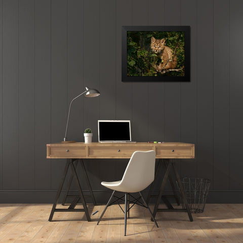 Bobcat Kitten On Branch Black Modern Wood Framed Art Print by Galloimages Online