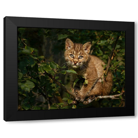 Bobcat Kitten On Branch Black Modern Wood Framed Art Print by Galloimages Online