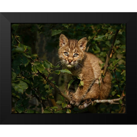 Bobcat Kitten On Branch Black Modern Wood Framed Art Print by Galloimages Online