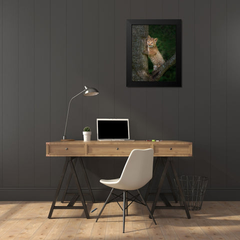 Bobcat Kitten Poses Against Tree Trunk Black Modern Wood Framed Art Print by Galloimages Online
