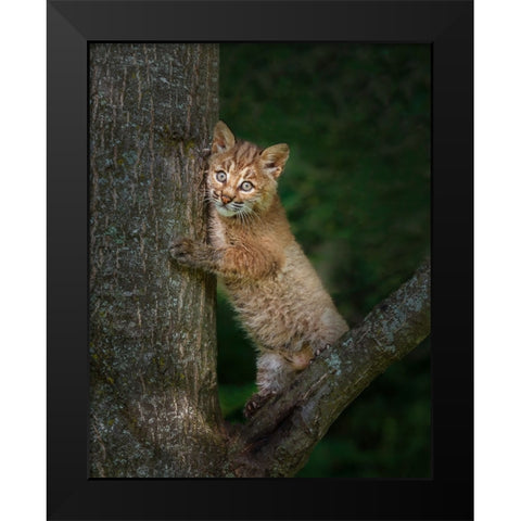 Bobcat Kitten Poses Against Tree Trunk Black Modern Wood Framed Art Print by Galloimages Online