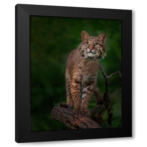 Bobcat Poses On Tree Branch 1 Black Modern Wood Framed Art Print with Double Matting by Galloimages Online