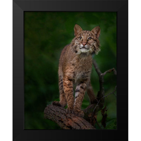 Bobcat Poses On Tree Branch 1 Black Modern Wood Framed Art Print by Galloimages Online