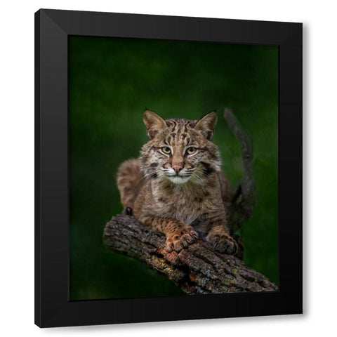 Bobcat Poses On Tree Branch 2 Black Modern Wood Framed Art Print by Galloimages Online