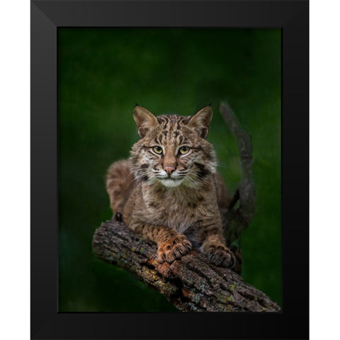 Bobcat Poses On Tree Branch 2 Black Modern Wood Framed Art Print by Galloimages Online