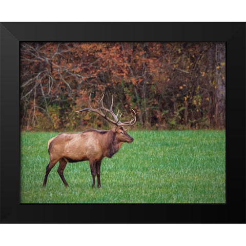 Bull Elk (GSMNP) Black Modern Wood Framed Art Print by Galloimages Online